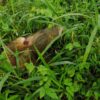 The Sloth Encounter