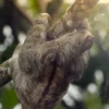 The Sloth Encounter