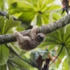 The Sloth Encounter