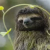 The Sloth Encounter