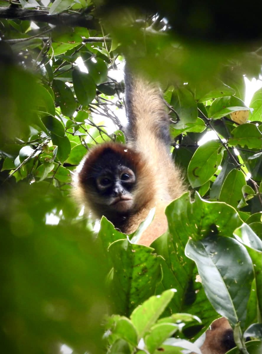 Private customizable tour around La Fortuna and Arenal, Costa Rica