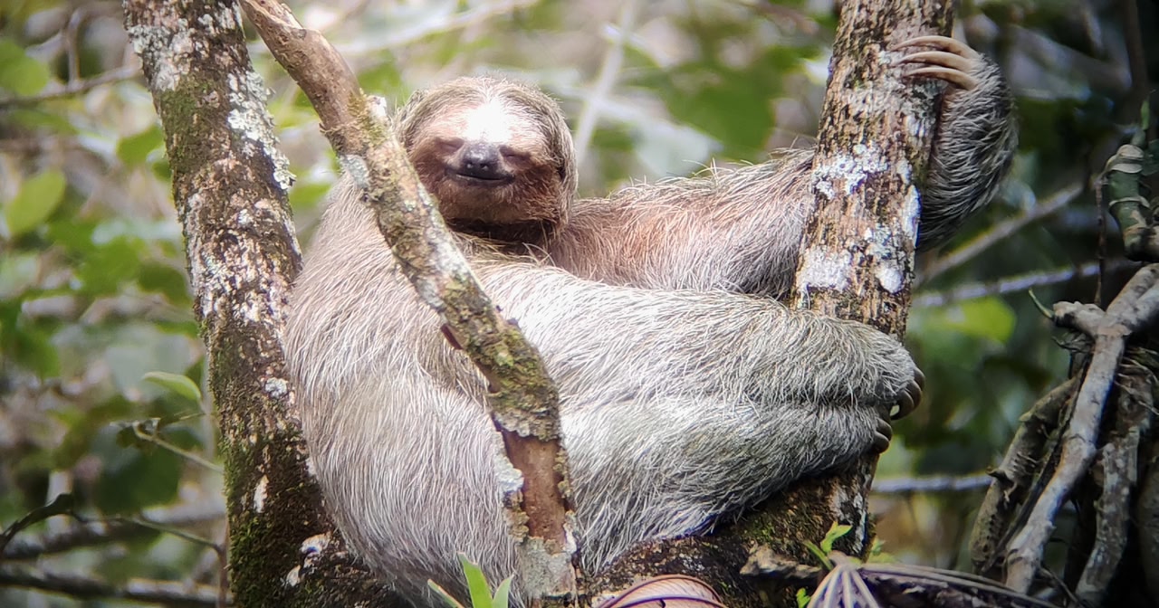 Wild sloth in its natural habitat near La Fortuna