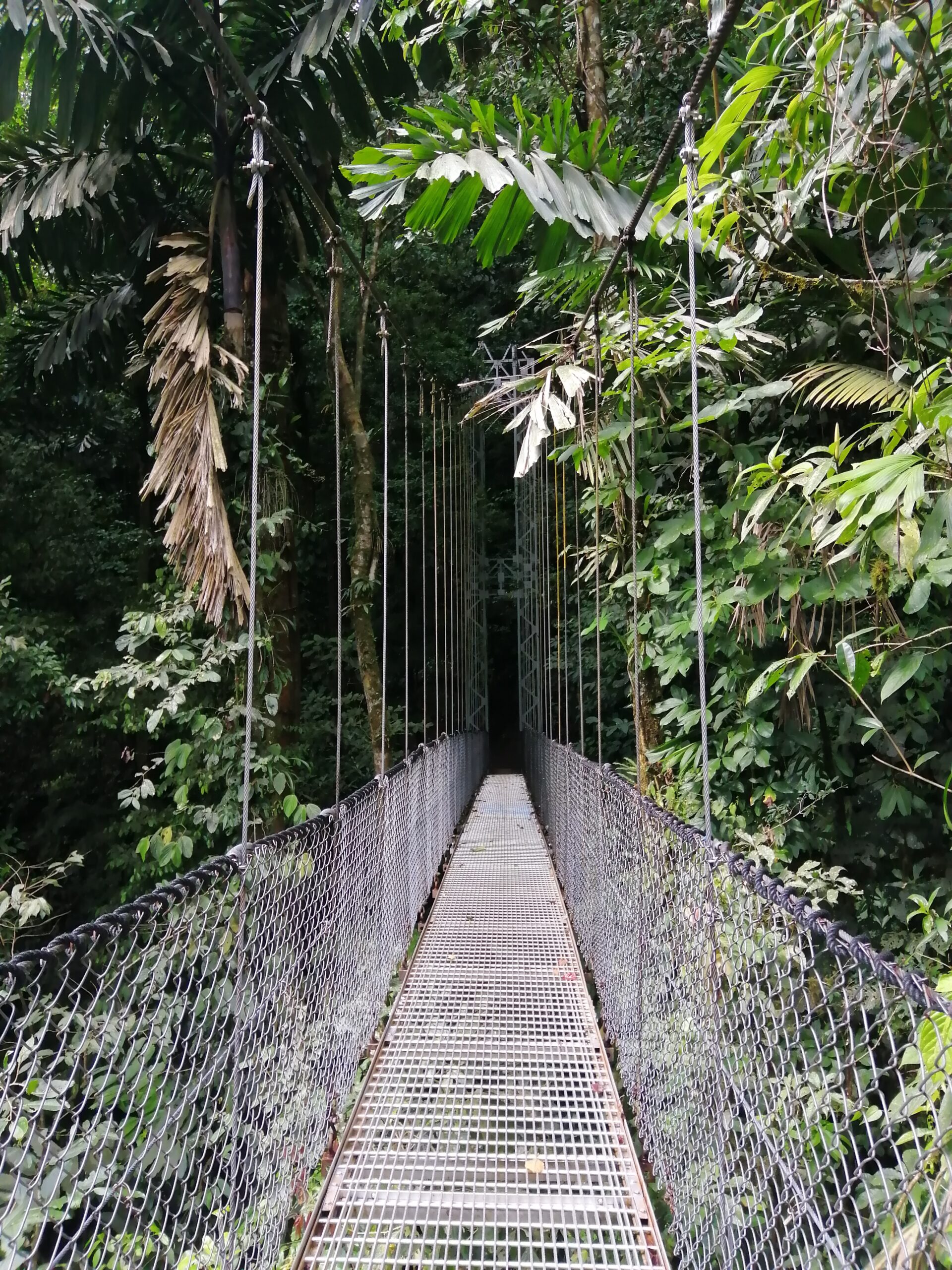Hanging bridges canopy walk in Arenal