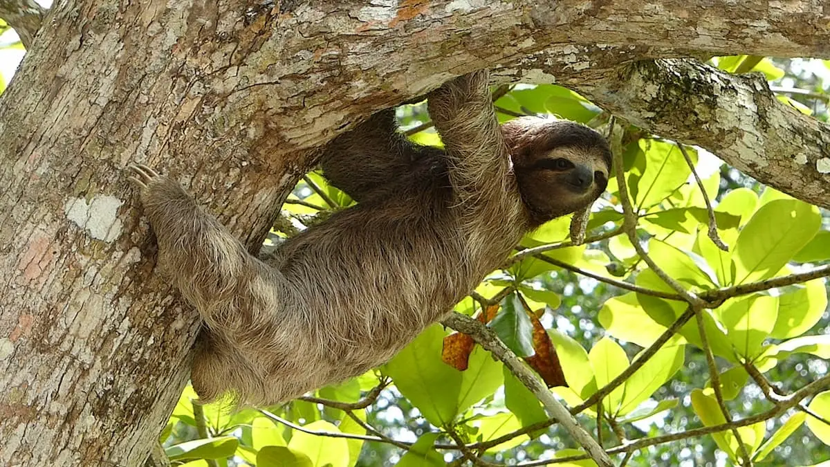 Naturalist guide searching for wild sloths in La Fortuna, Costa Rica