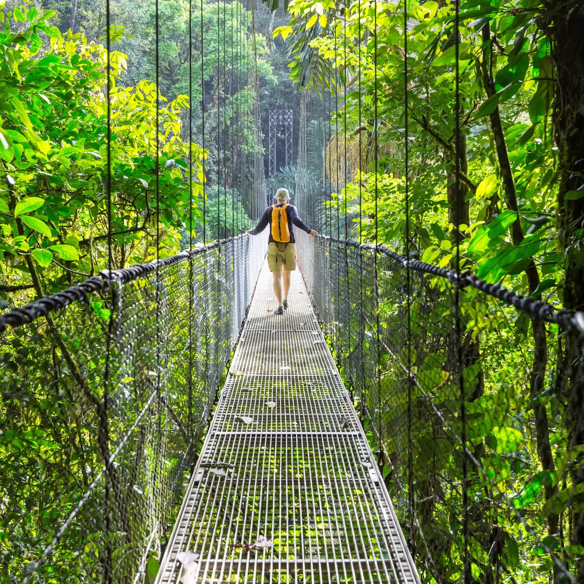 Suspended walkways over the rainforest canopy in Arenal, Costa Rica
