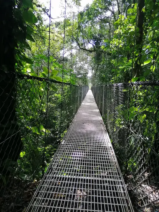 Suspended walkways over the rainforest canopy in Arenal, Costa Rica