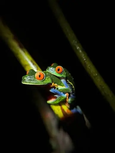 Guided night walk spotting nocturnal wildlife in La Fortuna, Costa Rica