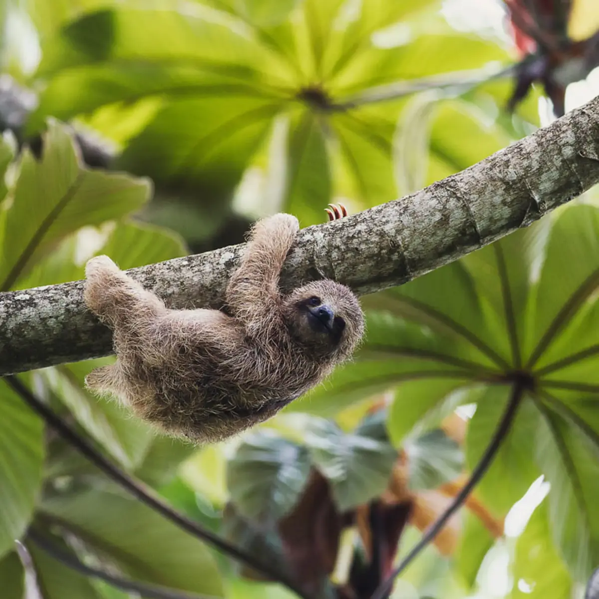 Wild sloth hanging from a tree in its natural habitat in La Fortuna