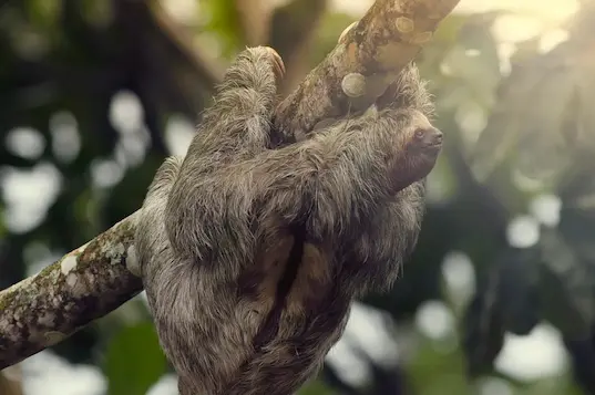 Wild sloth hanging from a tree in its natural habitat in La Fortuna